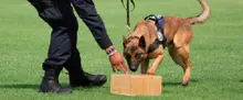 manejador canino 1
