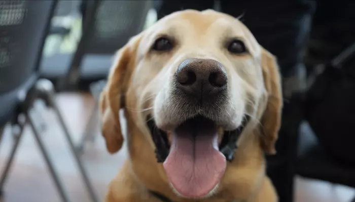 Supervigilancia comprometida con el bienestar de los caninos en vigilancia