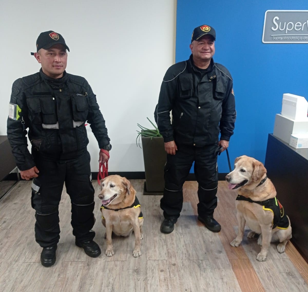 caninos 1