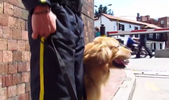 Servicios de vigilancia privada con medio canino, a inspección por la SuperVigilancia